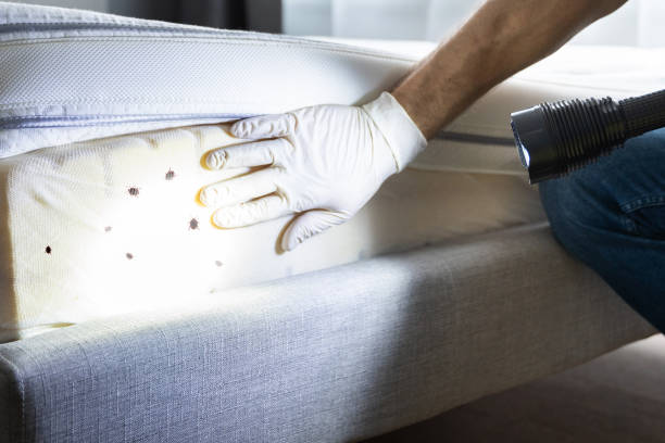 Best Pest Removal Services  in Woodbranch, TX