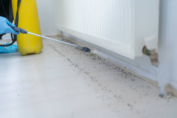 Best Pest Removal Services  in Woodbranch, TX